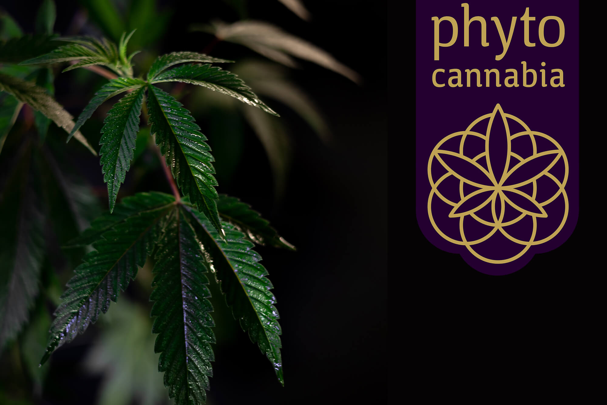 You are currently viewing Partnerprogramm Phytocannabia
